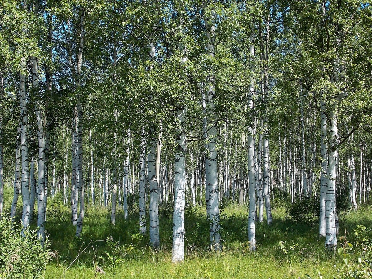 10 interesting facts about trees and forests