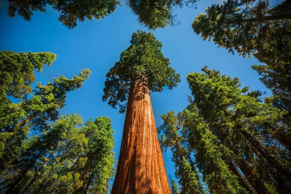 10 interesting facts about trees and forests