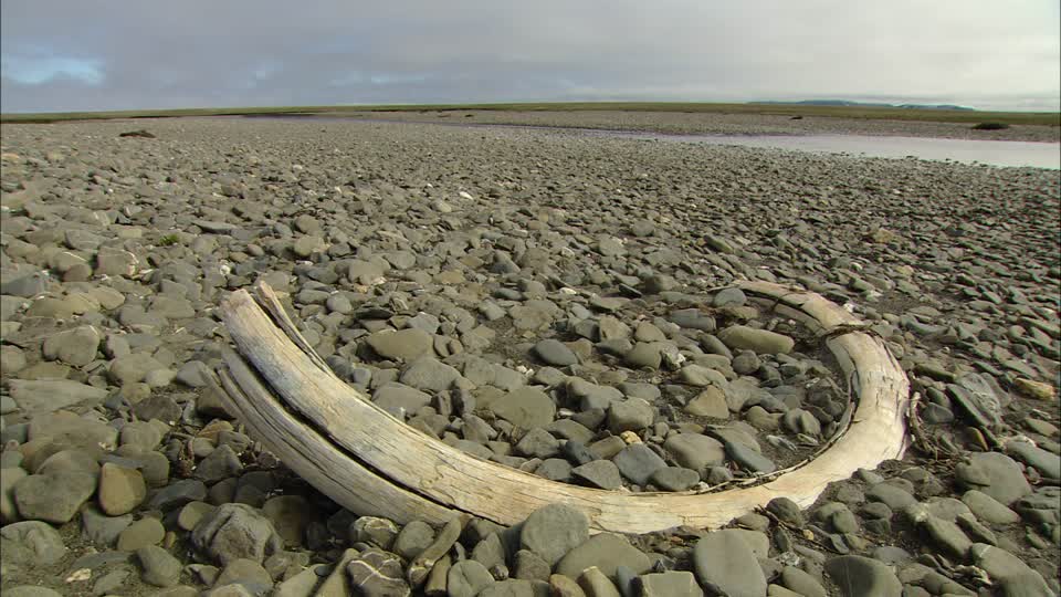 10 interesting facts about Wrangel Island - a unique reserve in Russia