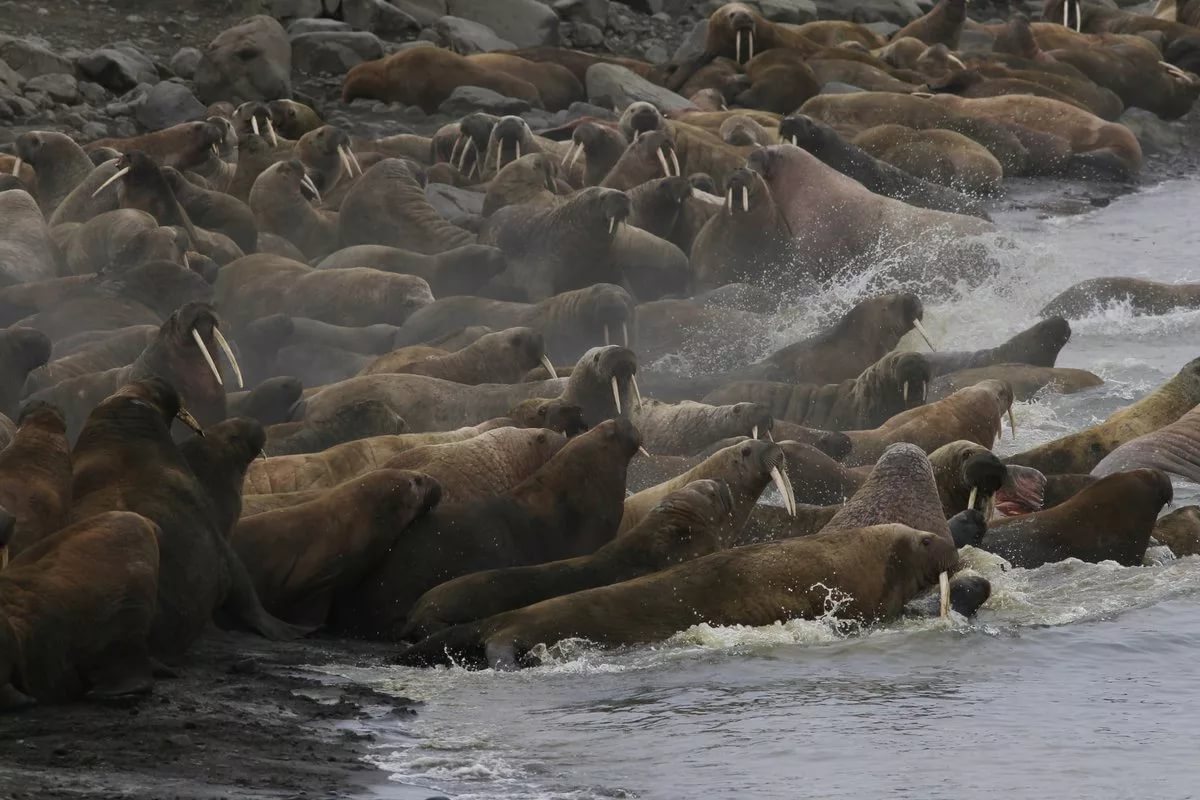 10 interesting facts about Wrangel Island - a unique reserve in Russia