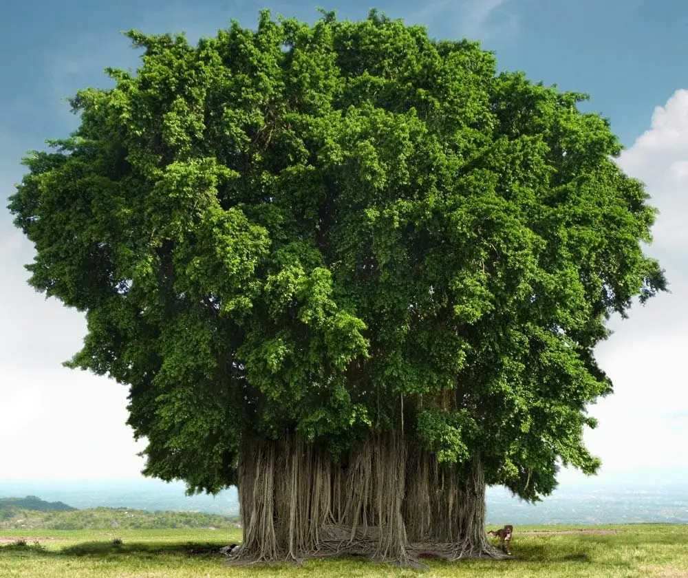 10 largest trees in the world