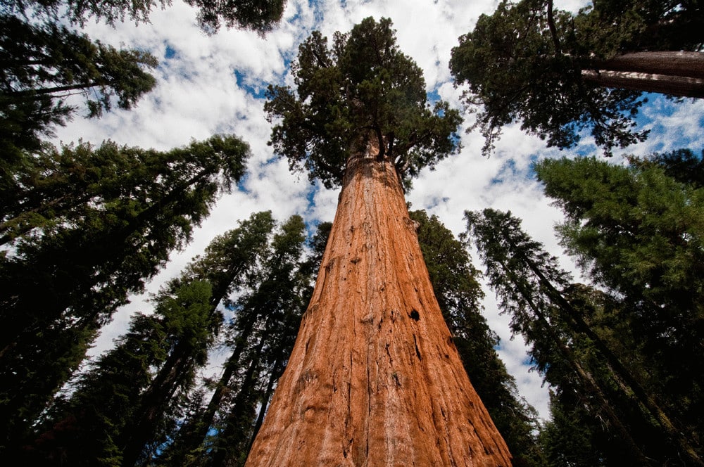 10 largest trees in the world