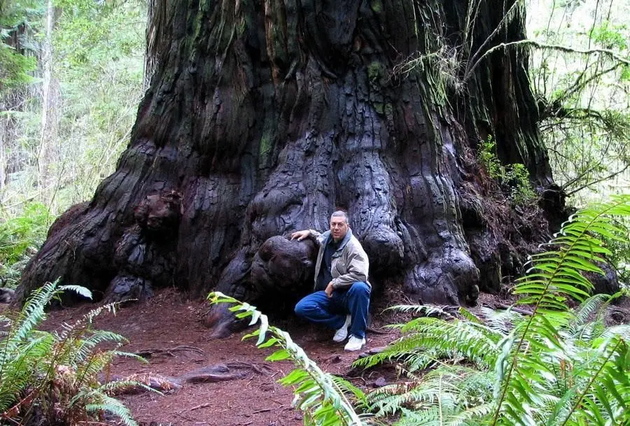 10 largest trees in the world