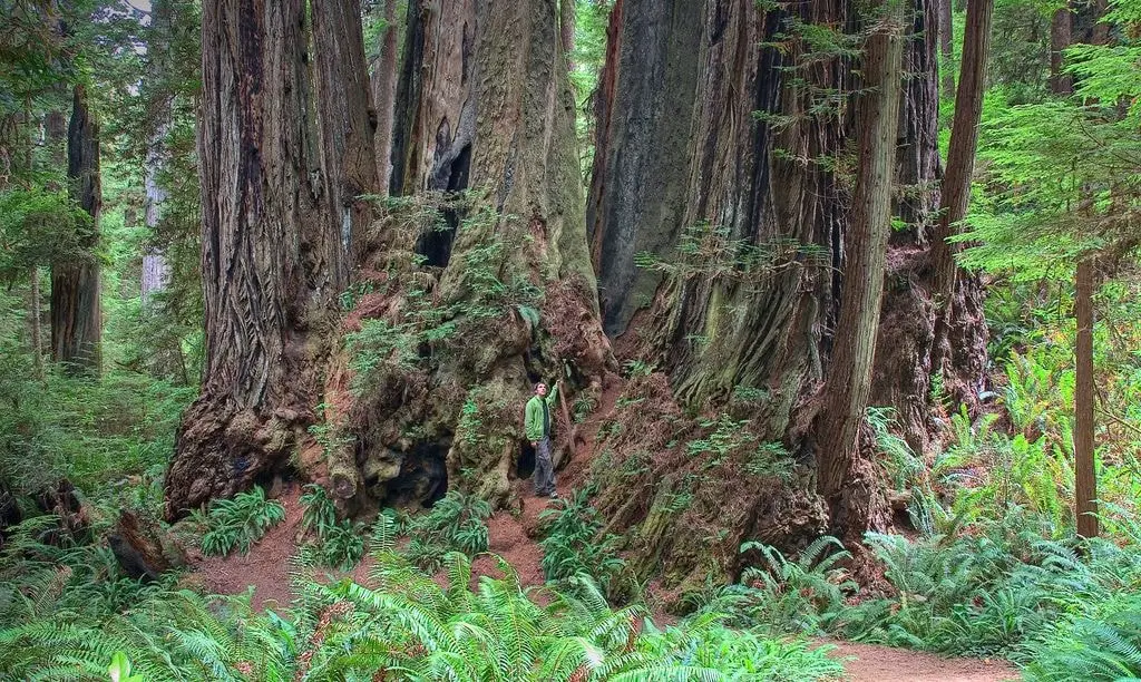 10 largest trees in the world