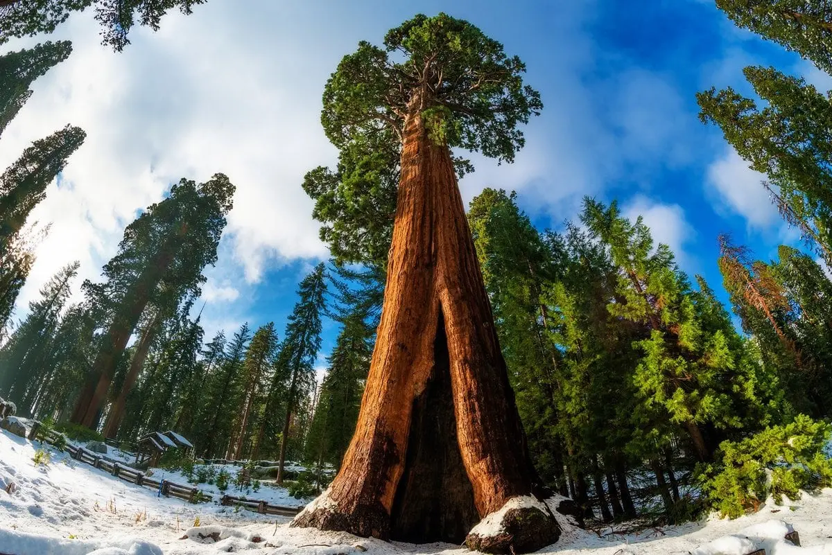 10 largest trees in the world