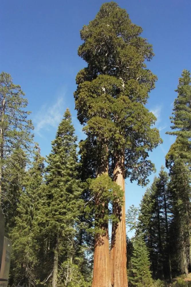 10 largest trees in the world