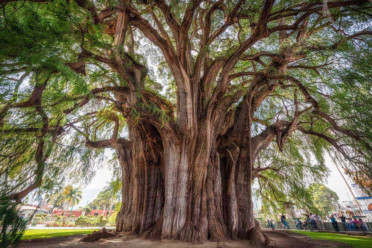 10 largest trees in the world