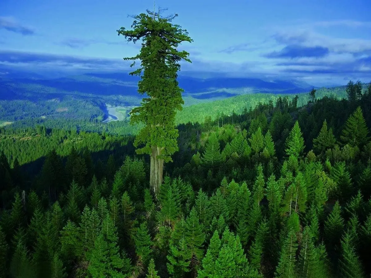 10 largest trees in the world