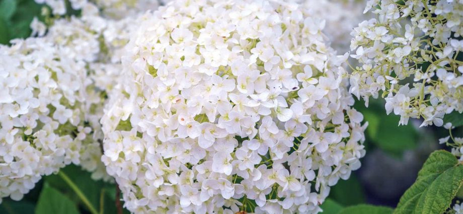 10 largest varieties of hydrangeas