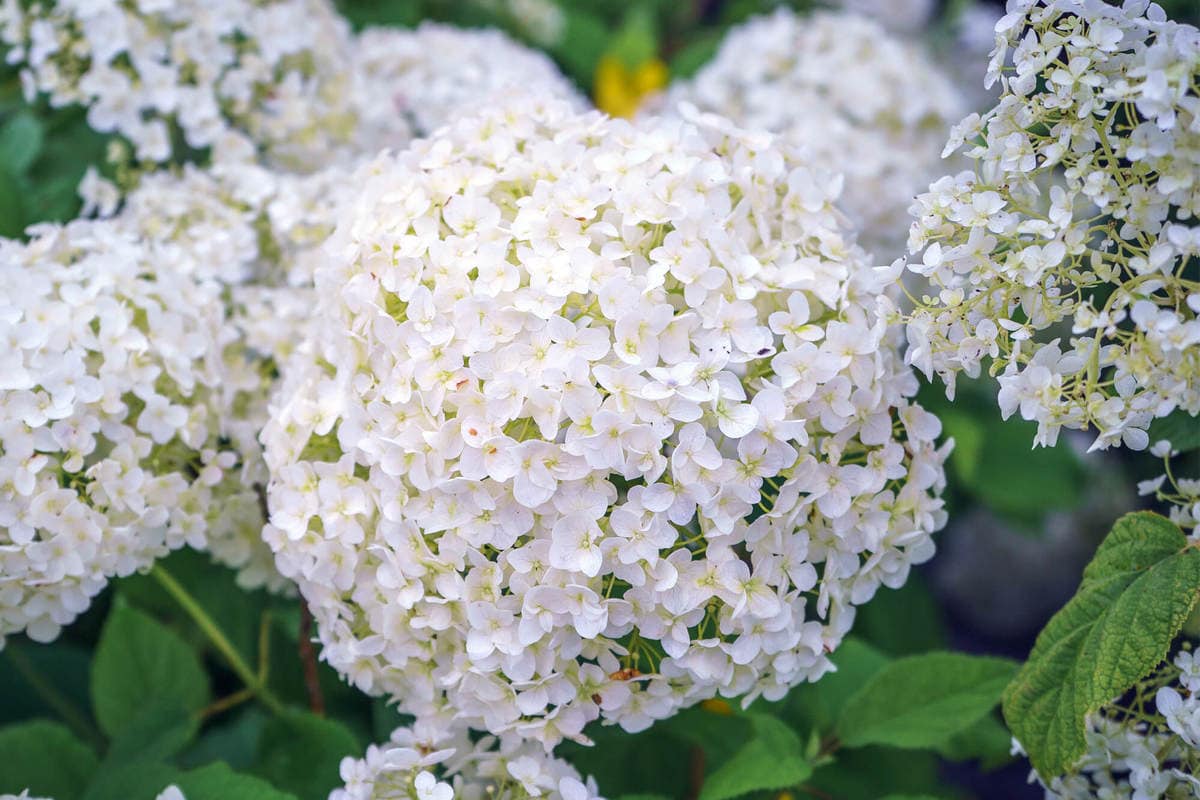 10 largest varieties of hydrangeas