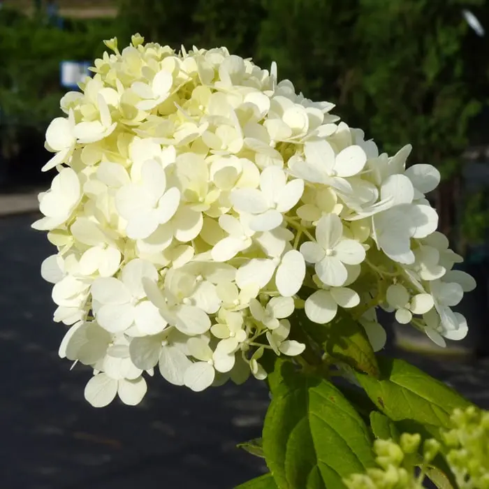 10 largest varieties of hydrangeas