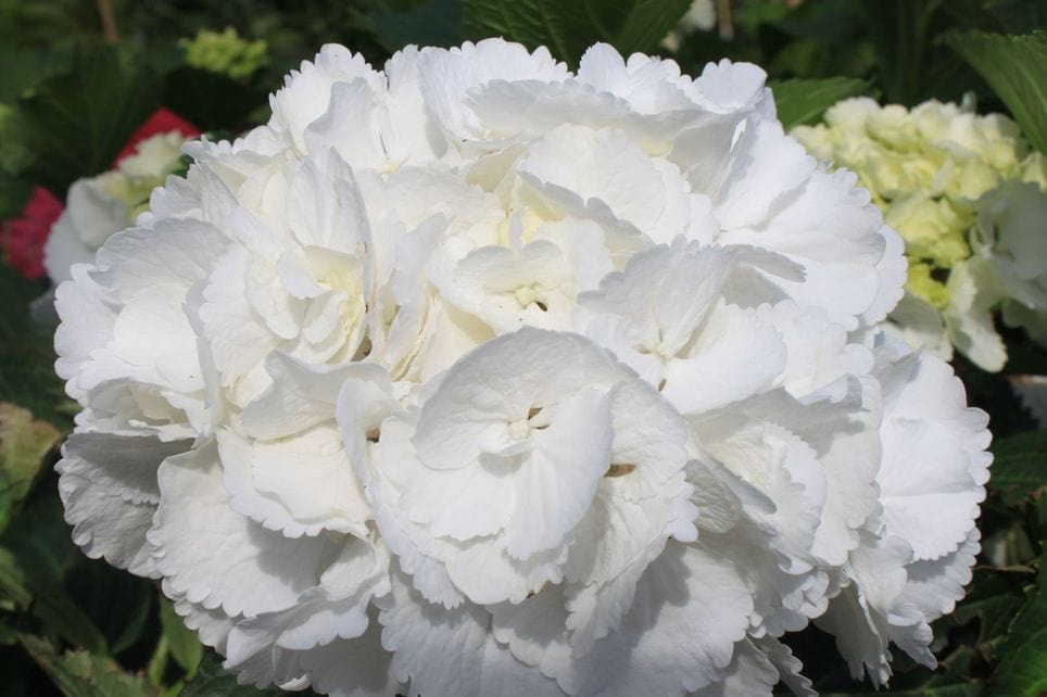 10 largest varieties of hydrangeas