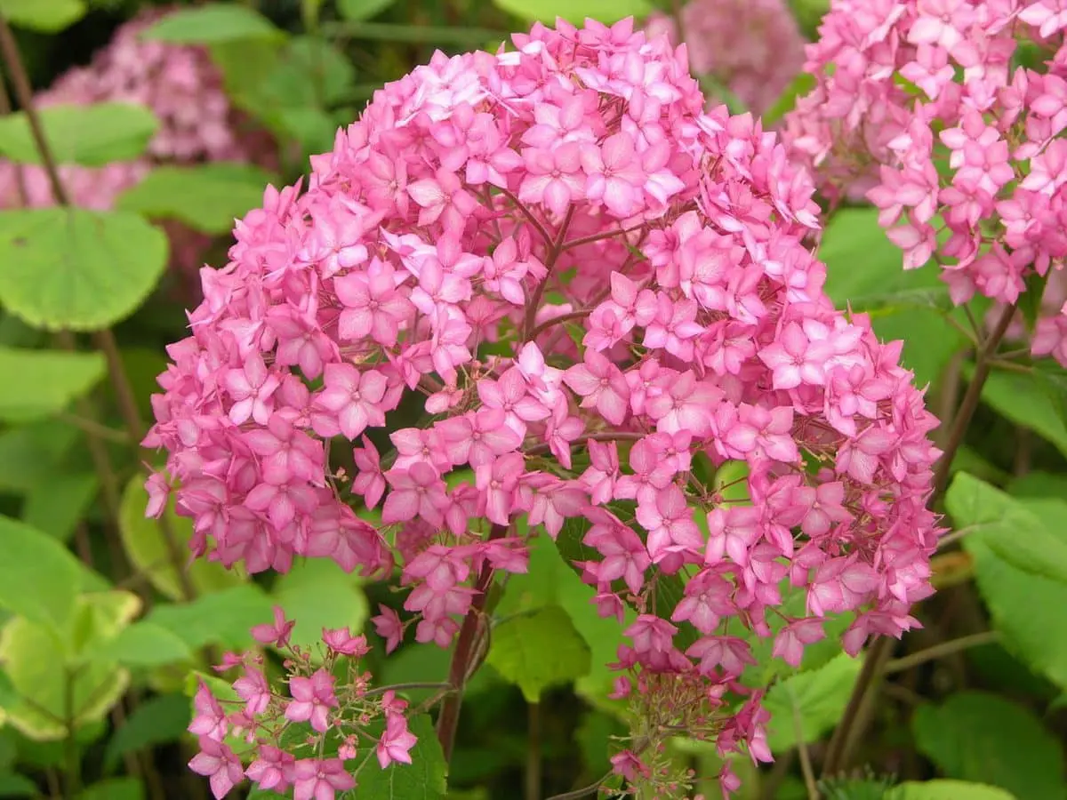 10 largest varieties of hydrangeas