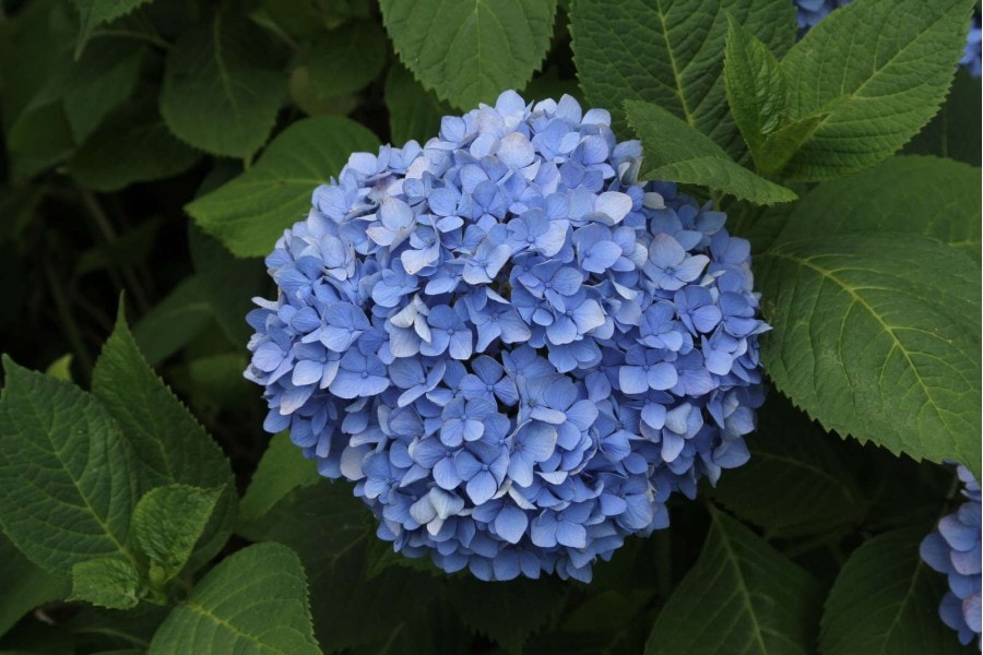 10 largest varieties of hydrangeas