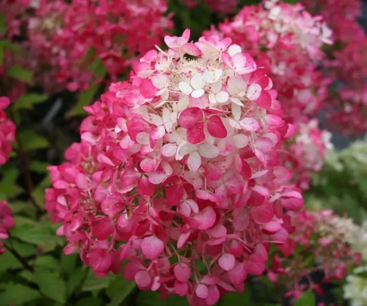 10 largest varieties of hydrangeas