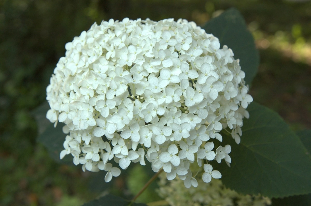 10 largest varieties of hydrangeas