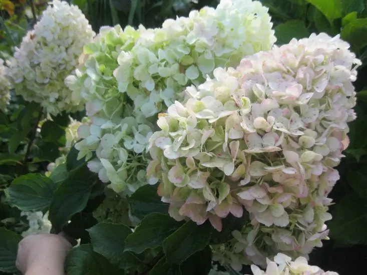 10 largest varieties of hydrangeas