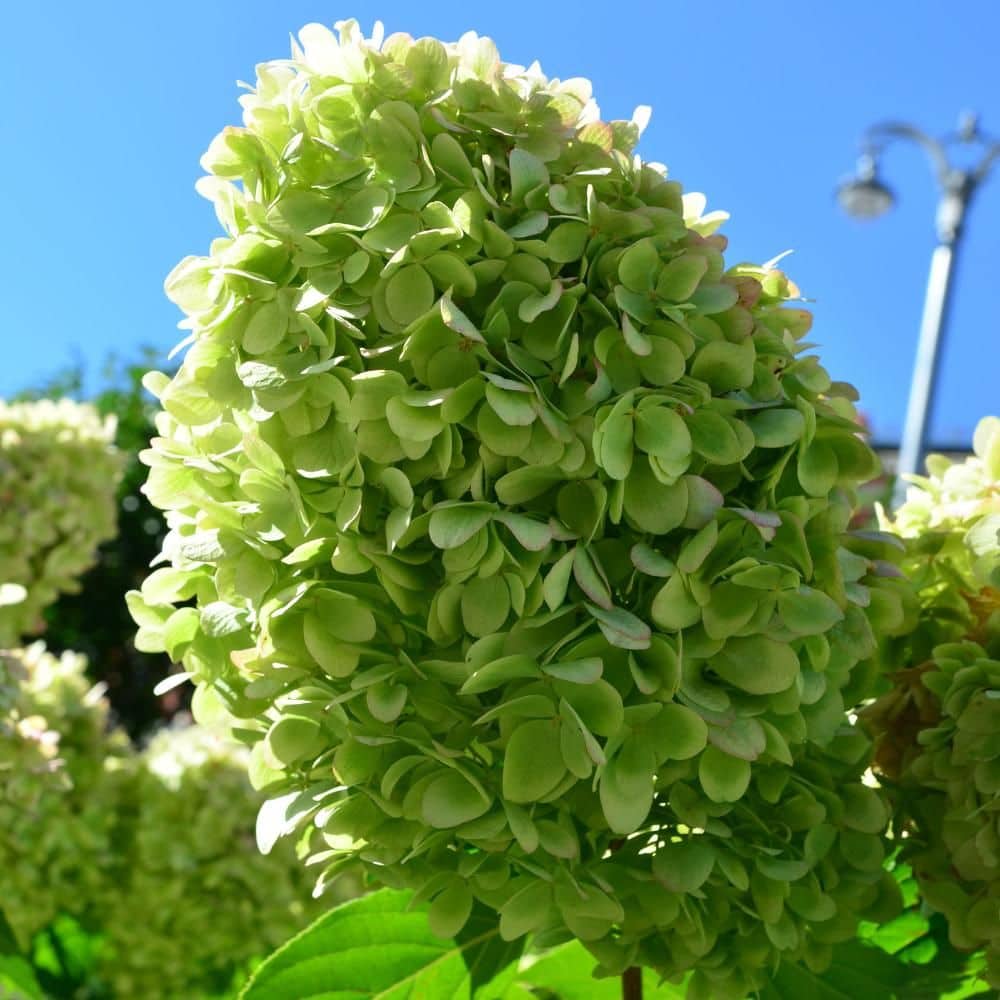 10 largest varieties of hydrangeas