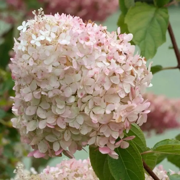 10 largest varieties of hydrangeas