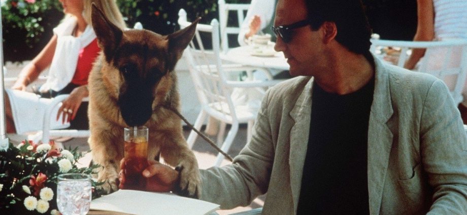 10 Loyal Dog Movies Like Hachiko