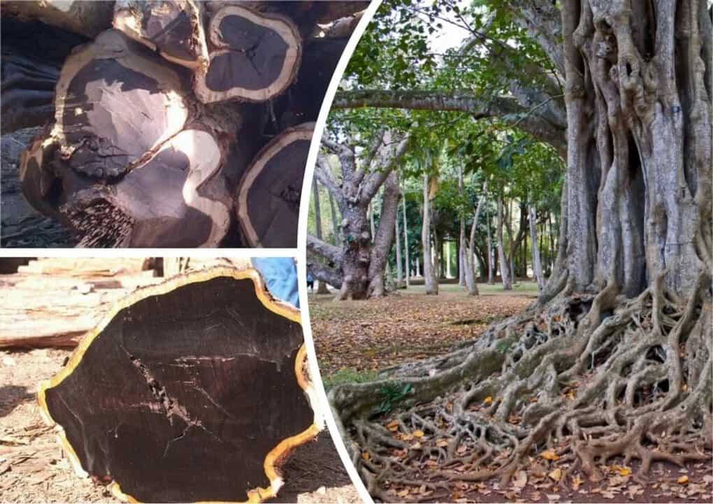 10 most expensive tree species in the world, which are very few left