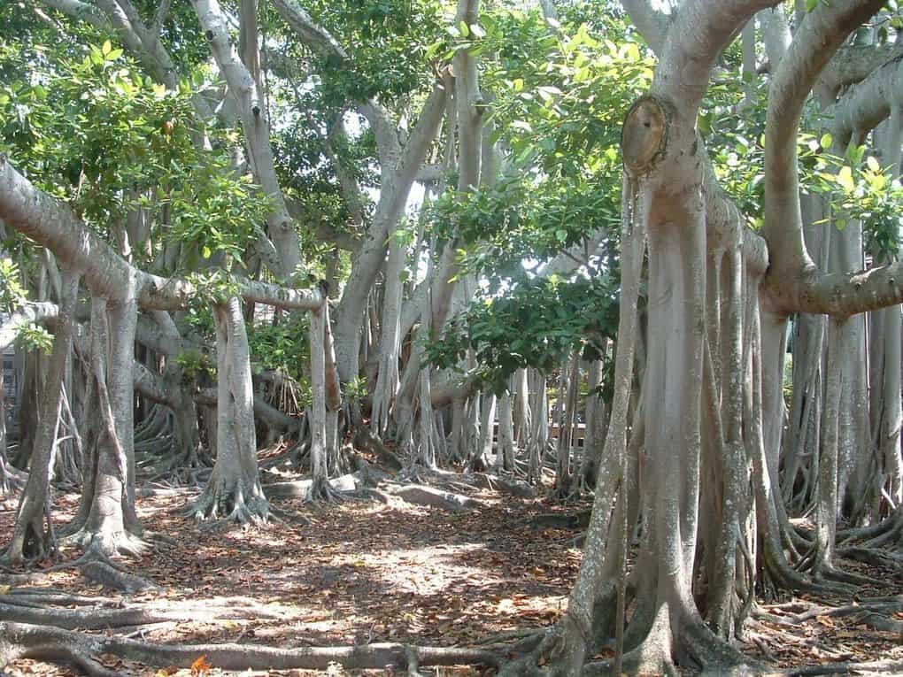 10 most expensive tree species in the world, which are very few left