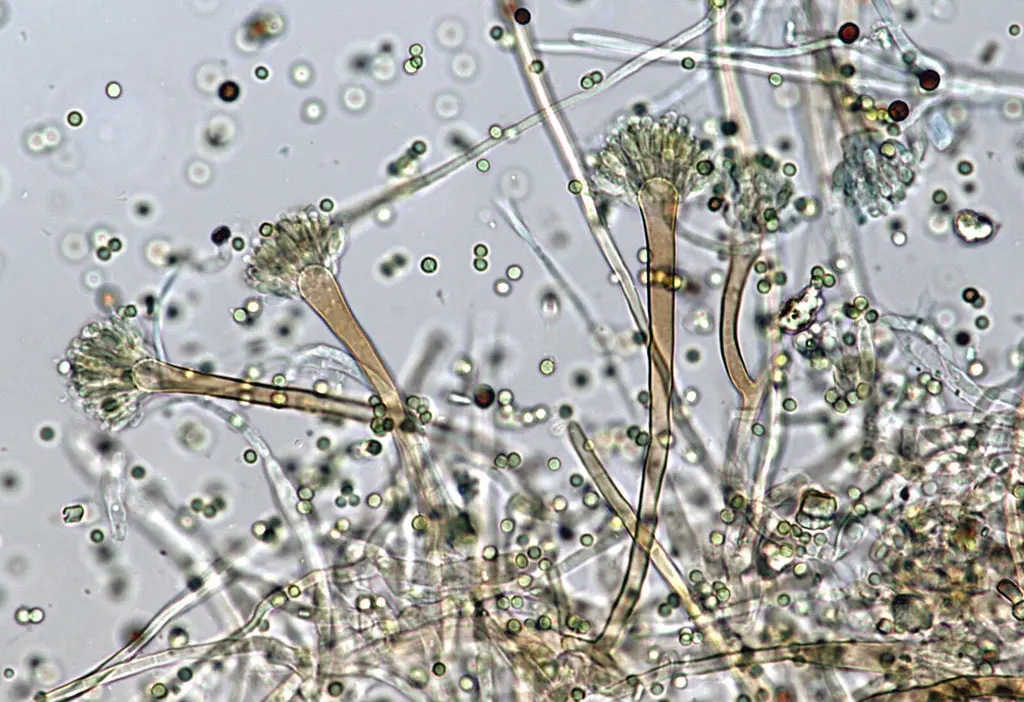 10 most famous mold fungi and their danger to humans