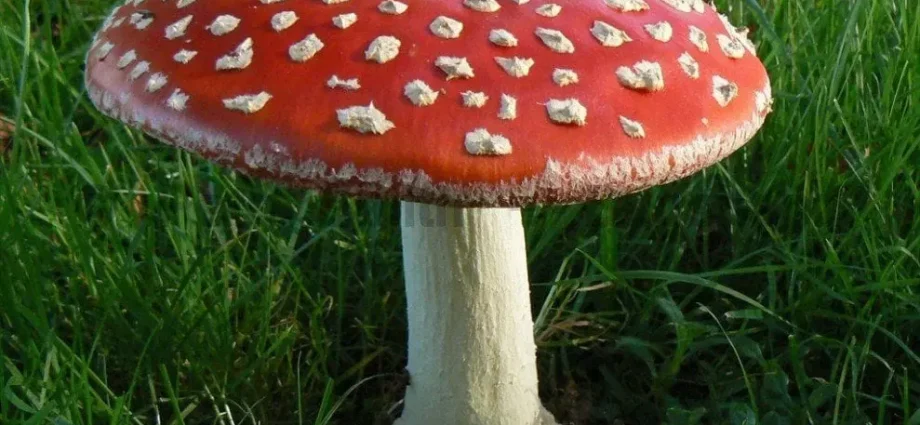 10 most interesting facts about mushrooms