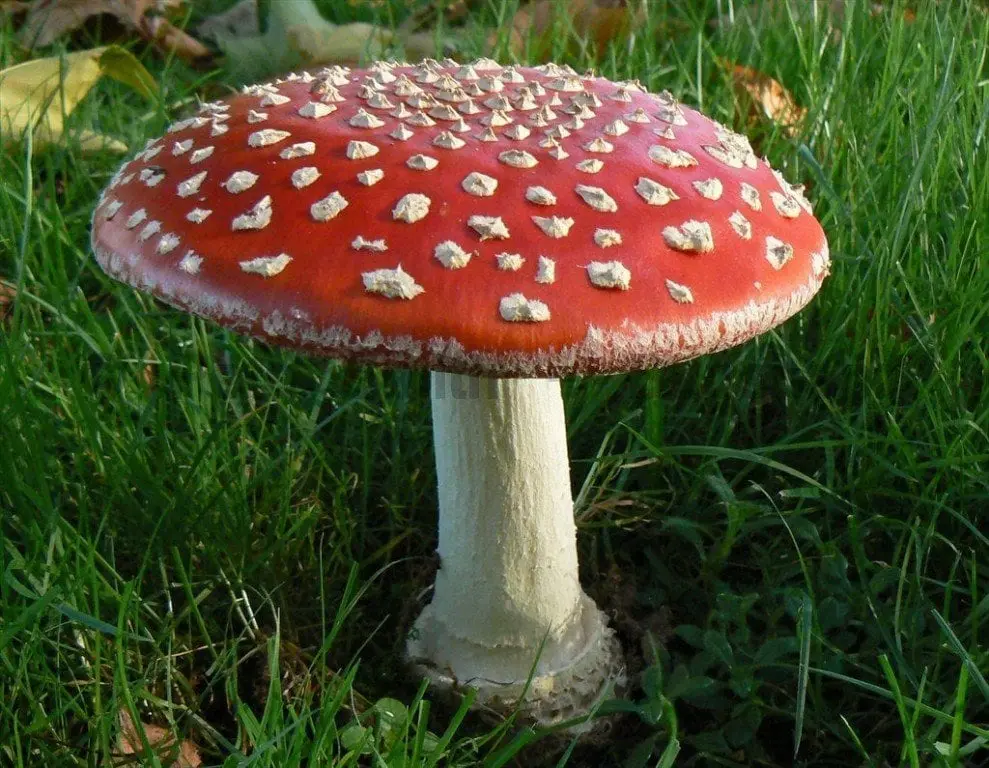 10 most interesting facts about mushrooms