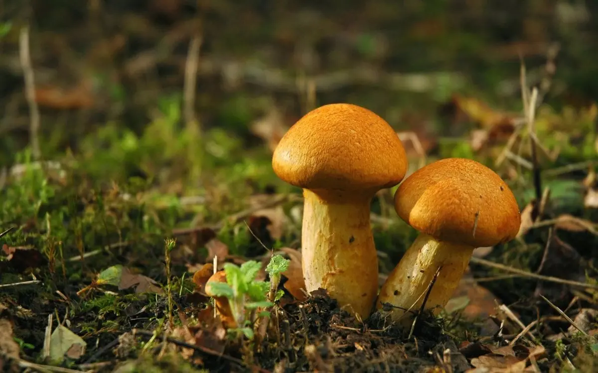 10 most interesting facts about mushrooms