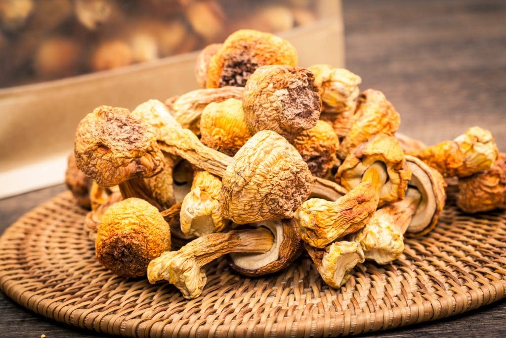 10 most interesting facts about mushrooms