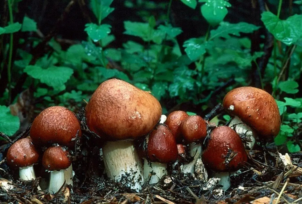 10 most interesting facts about mushrooms