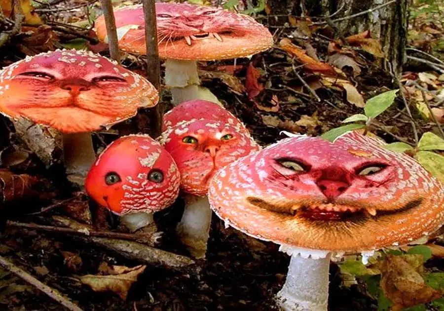 10 most interesting facts about mushrooms