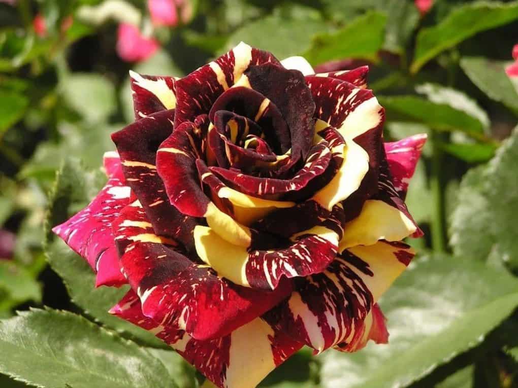 10 most unusual and interesting facts about flowers