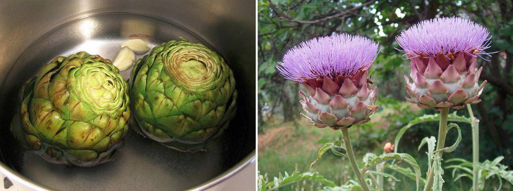 10 most unusual growing fruits and vegetables