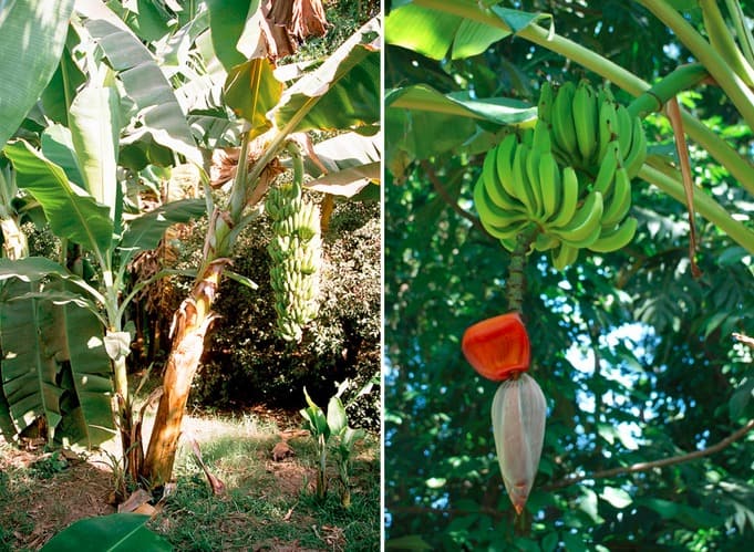 10 most unusual growing fruits and vegetables