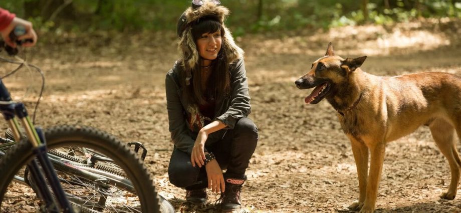 10 Pet Adventure Movies Similar to 2019&#8217;s The Way Home