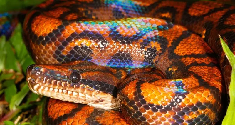 10 real snakes in nature that look fantastic