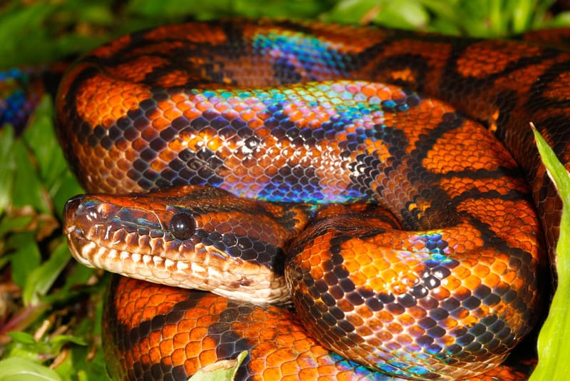 10 real snakes in nature that look fantastic