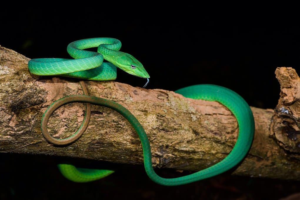 10 real snakes in nature that look fantastic