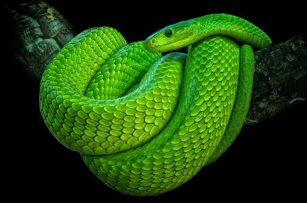 10 real snakes in nature that look fantastic