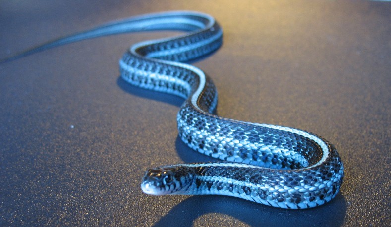 10 real snakes in nature that look fantastic