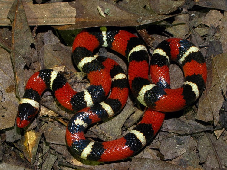 10 real snakes in nature that look fantastic