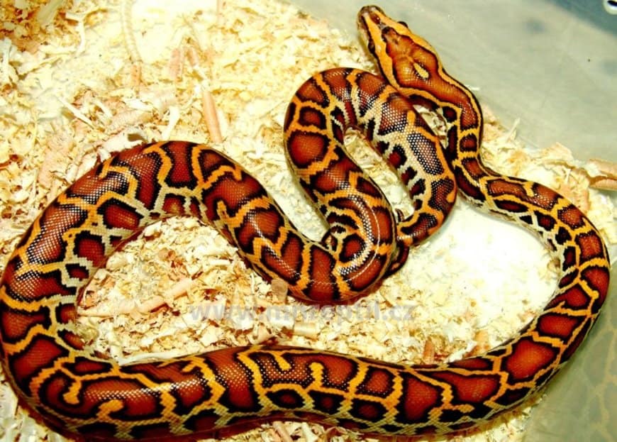 10 real snakes in nature that look fantastic