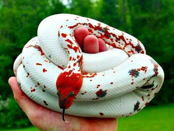 10 real snakes in nature that look fantastic