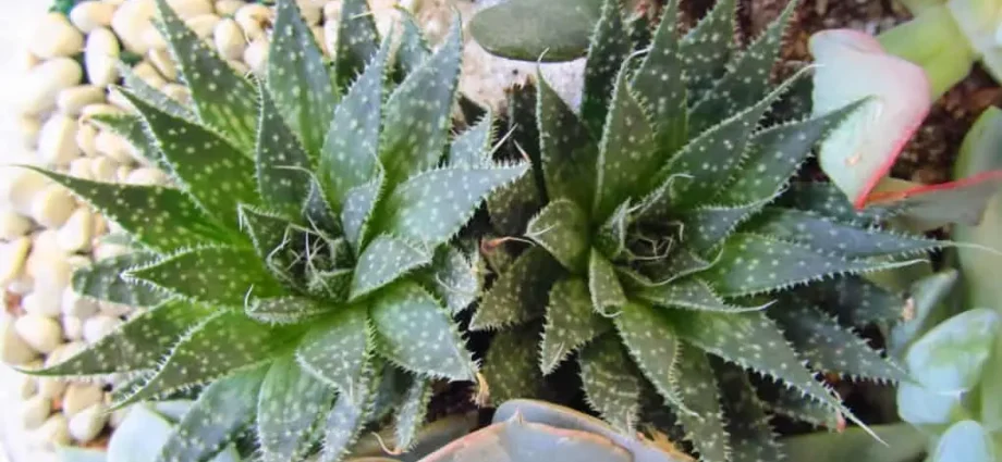 10 reasons why you urgently need succulents