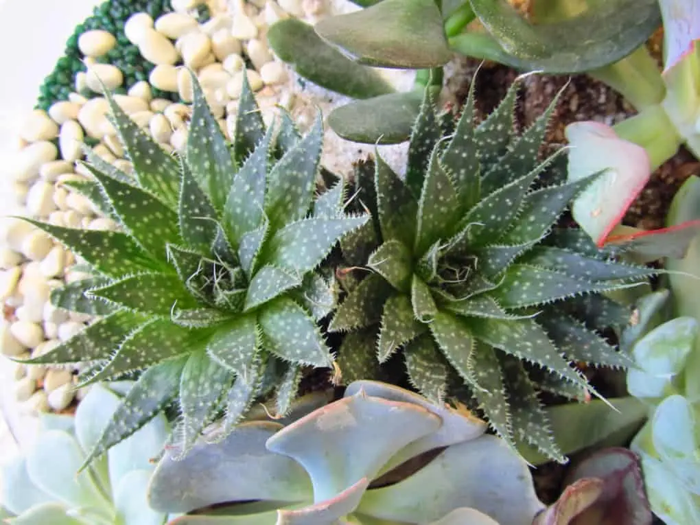 10 reasons why you urgently need succulents