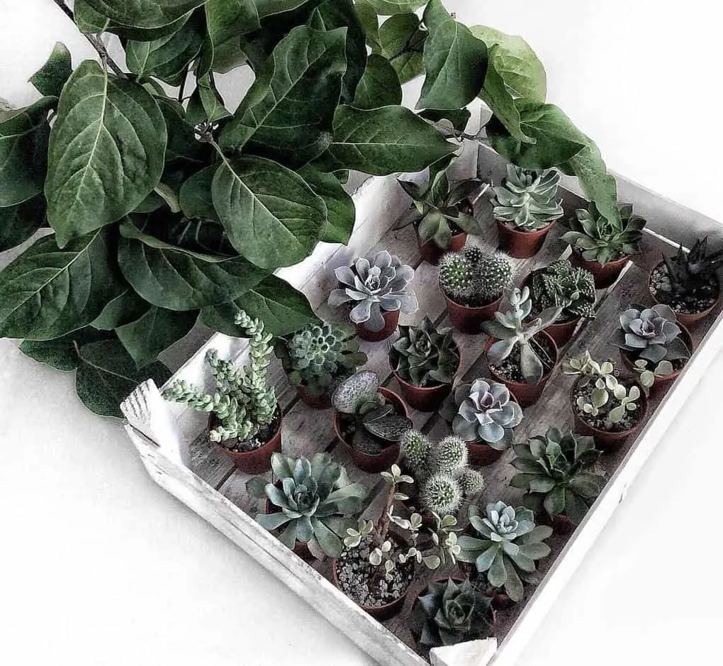 10 reasons why you urgently need succulents