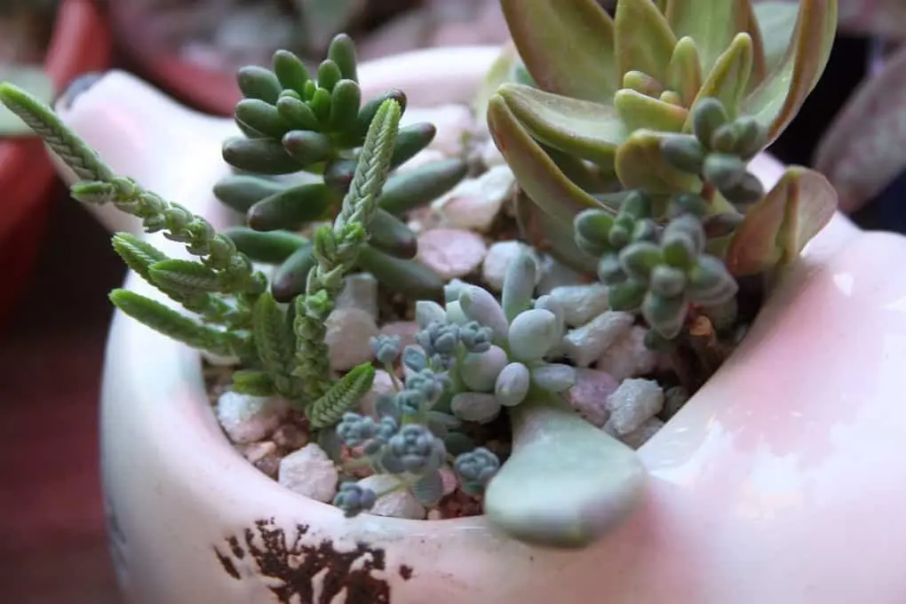 10 reasons why you urgently need succulents