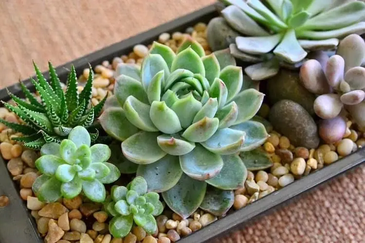 10 reasons why you urgently need succulents